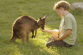 Cleland Wildlife Park - Accommodation Adelaide 4