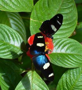Butterfly Farm - Accommodation Adelaide 4