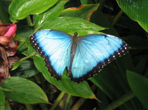 Butterfly Farm - Accommodation Adelaide 5