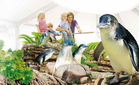 Manly SEA LIFE Sanctuary - Accommodation Adelaide 1
