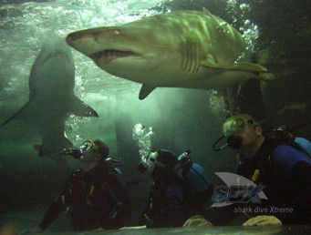 Manly SEA LIFE Sanctuary - Accommodation Adelaide 5