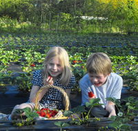 Blue Hills Berries  Cherries - Accommodation Adelaide