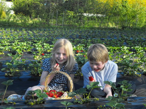 Blue Hills Berries & Cherries - Accommodation Adelaide 0