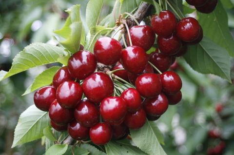 Blue Hills Berries & Cherries - Accommodation Adelaide 2
