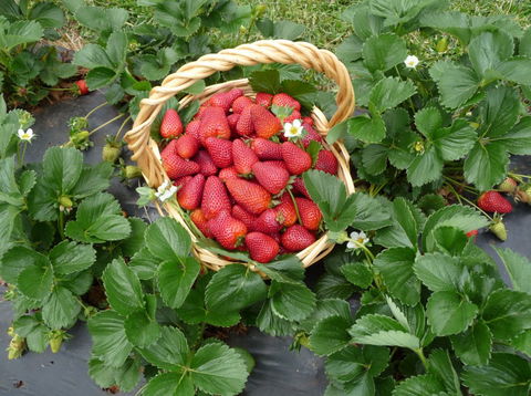Blue Hills Berries & Cherries - Accommodation Adelaide 3