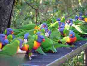Gorge Wildlife Park - Accommodation Adelaide 4