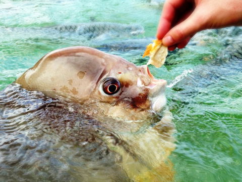 Aquascene Fish Feeding Sanctuary - Accommodation Adelaide 1