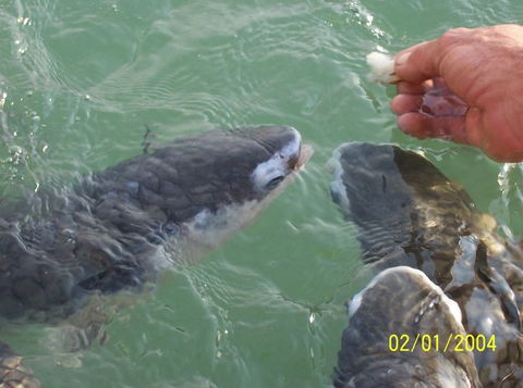 Aquascene Fish Feeding Sanctuary - Accommodation Adelaide 2