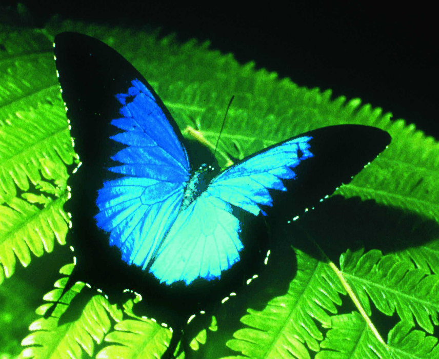 Australian Butterfly Sanctuary - Accommodation Adelaide
