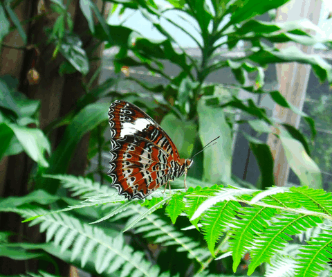 Australian Butterfly Sanctuary - Accommodation Adelaide 1