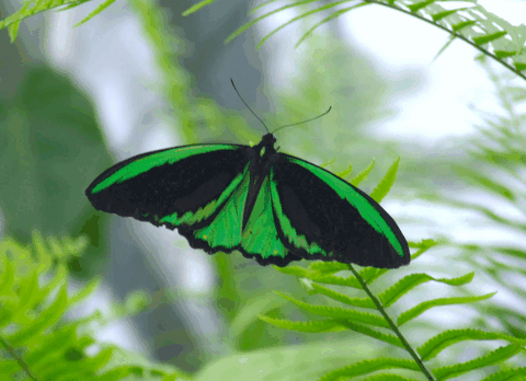 Australian Butterfly Sanctuary - Accommodation Adelaide 2