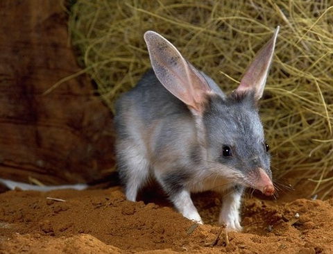 David Fleay Wildlife Park - Accommodation Adelaide 2