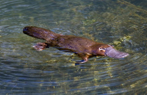 David Fleay Wildlife Park - Accommodation Adelaide 4