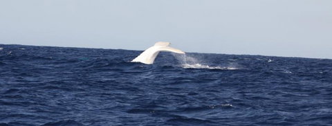 Australian Whale Watching - Accommodation Adelaide 0