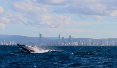 Australian Whale Watching - Accommodation Adelaide 1