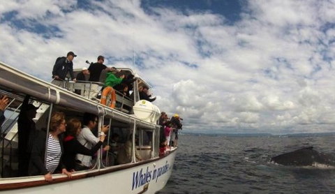 Australian Whale Watching - Accommodation Adelaide 2