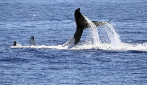 Australian Whale Watching - Accommodation Adelaide 3