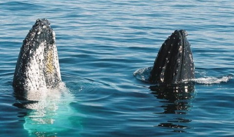Australian Whale Watching - Accommodation Adelaide 4