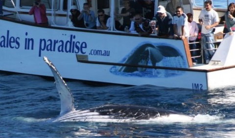 Australian Whale Watching - Accommodation Adelaide 5