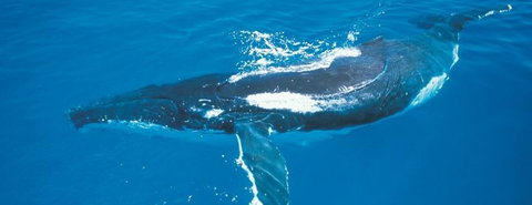 Australian Whale Watching - Accommodation Adelaide 6