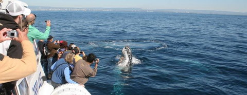 Australian Whale Watching - Accommodation Adelaide 7