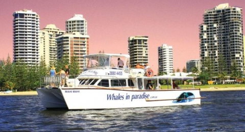 Australian Whale Watching - Accommodation Adelaide 8