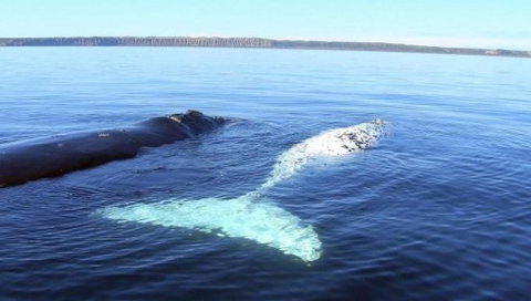 Australian Whale Watching - Accommodation Adelaide 9