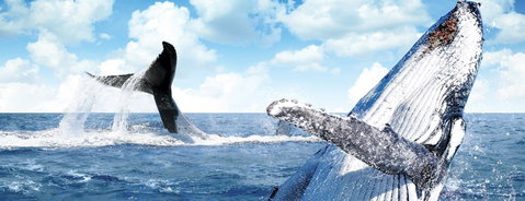 Australian Whale Watching - Accommodation Adelaide 11