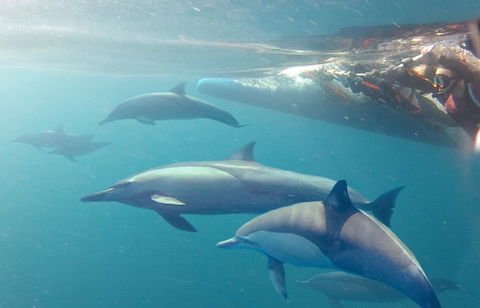 Dolphin Swim Australia - Accommodation Adelaide 5