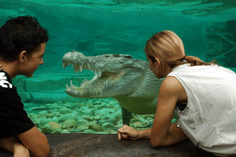 Cairns Wildlife Dome - Accommodation Adelaide 1