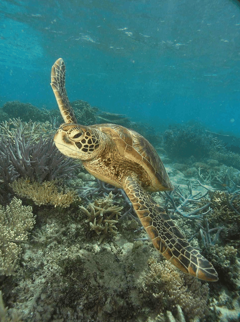 Big Cat Green Island Reef Cruises - Accommodation Adelaide 2