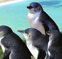 Rockingham Wild Encounters - Accommodation Adelaide