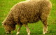 Collingwood Children's Farm - thumb 3