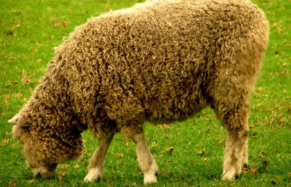 Collingwood Children's Farm - Accommodation Adelaide 3