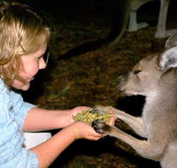 Discovery Bay's Walk on the Wild Side - Accommodation Adelaide