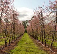 Raeburn Orchards - Accommodation Adelaide