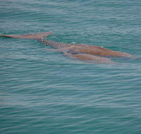 Dugongs - Accommodation Adelaide