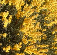Dalwallinu Remnant Bushland - Accommodation Adelaide