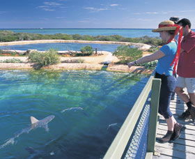 Shark Bay Marine Park - Accommodation Adelaide 0