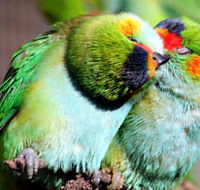 Rainbow Jungle - The Australian Parrot Breeding Centre - Accommodation Adelaide
