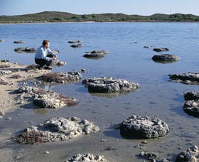 Lake Thetis Stromatolites - Accommodation Adelaide 0