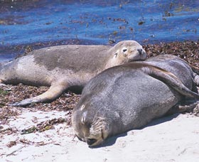 Carnac Island - Accommodation Adelaide 0