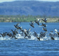 Ord River - Accommodation Adelaide
