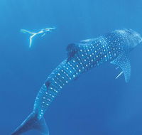 Ningaloo Marine Park - Accommodation Adelaide