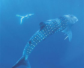 Ningaloo Marine Park - Accommodation Adelaide 0