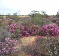 Reynoldson's Flora Reserve - Accommodation Adelaide