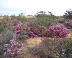 Reynoldson's Flora Reserve - Accommodation Adelaide 0