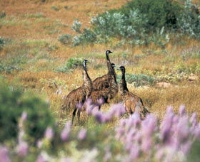 Jurabi Coastal Reserve - Accommodation Adelaide 0