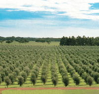 Fini Olives - Accommodation Adelaide