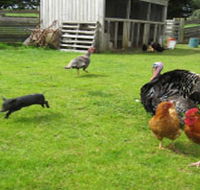 Echo Farm - Accommodation Adelaide